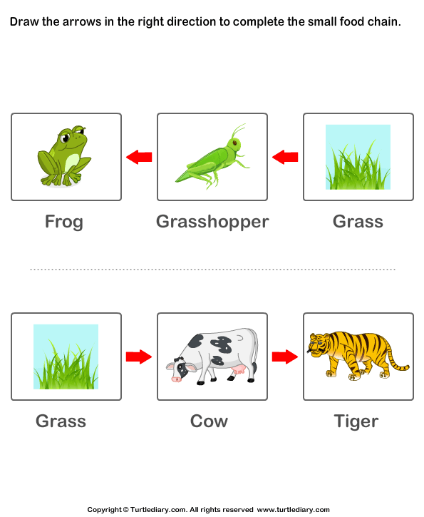 Food Chain Worksheet for Kids Worksheet - Turtle Diary