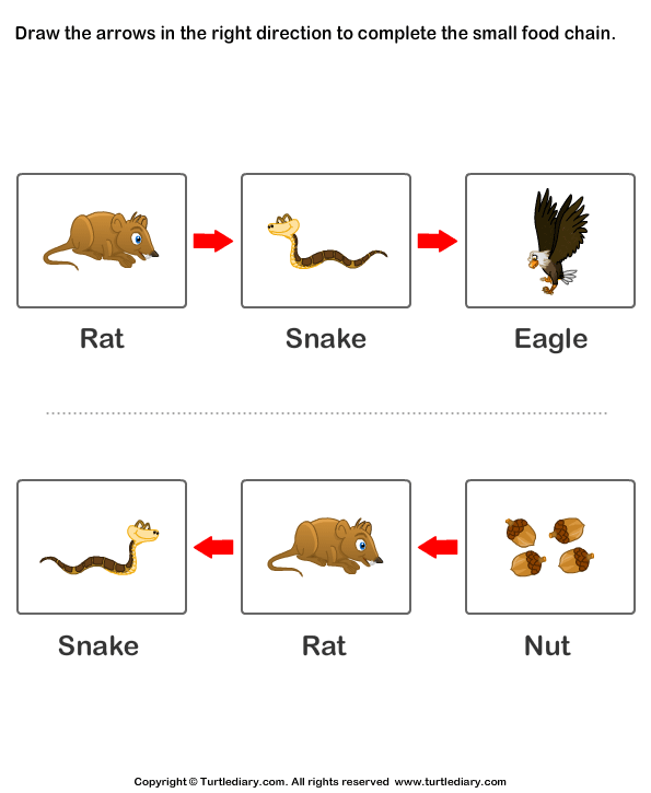 Food Chain Worksheets Worksheet Turtle Diary