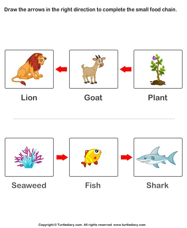 Food Chains for Kids Worksheet - Turtle Diary