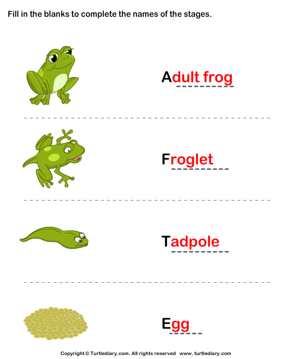 report track cycle Diary Cycle  Life  Turtle Frogs Stages Worksheet