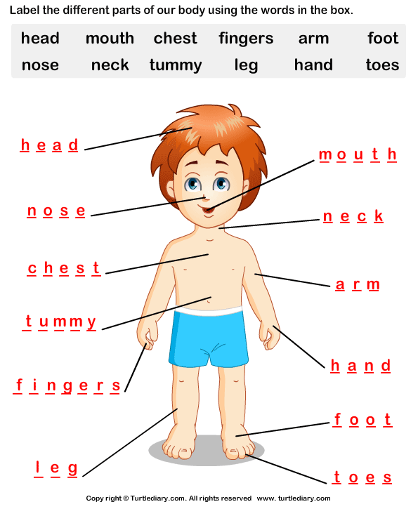 class 3rd paper exam Diary   Body Parts Human Turtle Worksheet