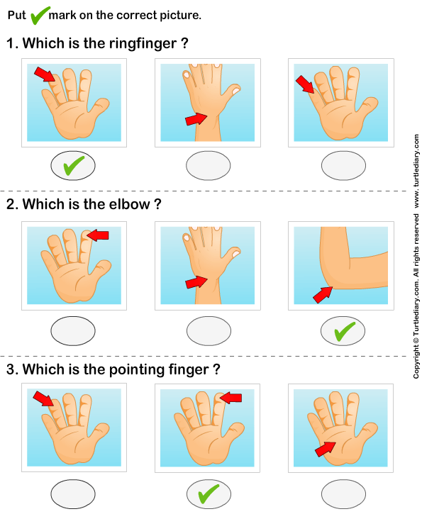 human-hand-worksheet-turtle-diary