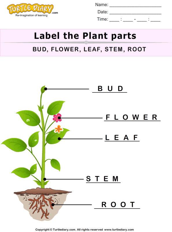 flower pre of k parts a Plant Parts Diary Label  Turtle  Worksheet The