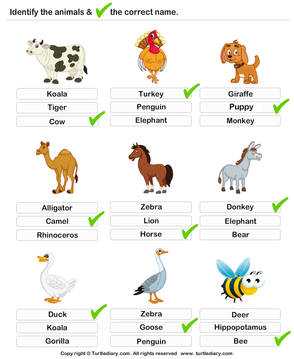 learning farm animals worksheet turtle diary