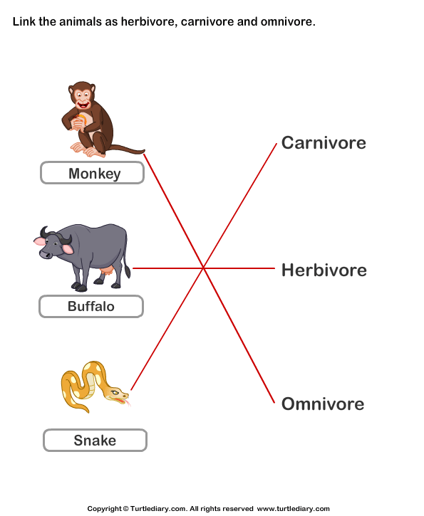 List of Carnivores Herbivores and Omnivores Worksheet - Turtle Diary