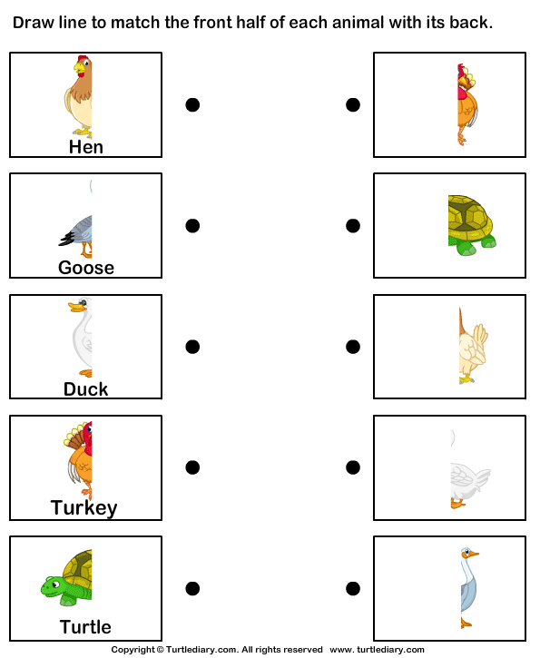 Animal Body Parts for Kids Worksheet - Turtle Diary