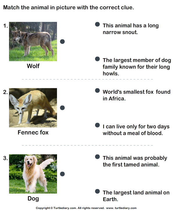 Animal Facts Sheets For Kids