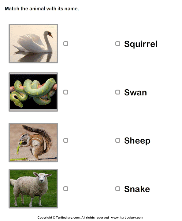 Animals Names With Pictures Worksheet - Turtle Diary