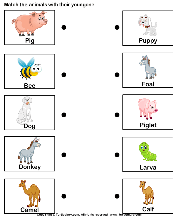 Baby Farm Animals Names Turtle Diary Worksheet