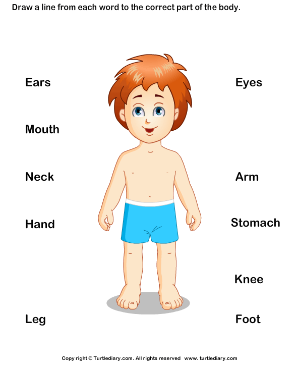 Body Parts for Kids Worksheet - Turtle Diary