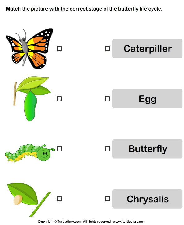 Life cycle of a butterfly worksheet free printable