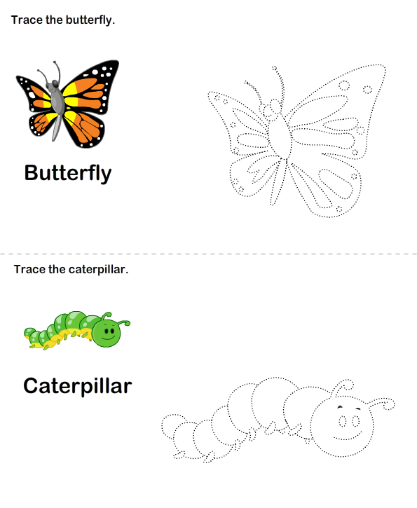 Butterfly Life Cycle Worksheet Turtle Diary Worksheet