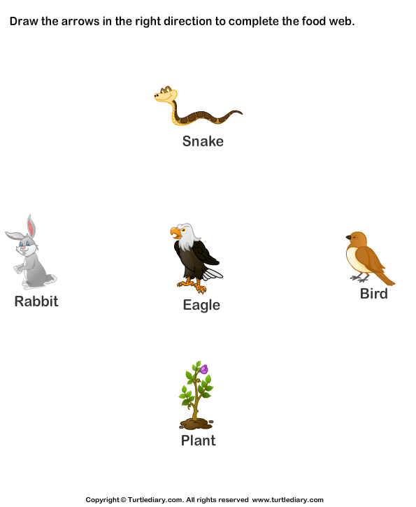 Energy Food Web Worksheet - Turtle Diary