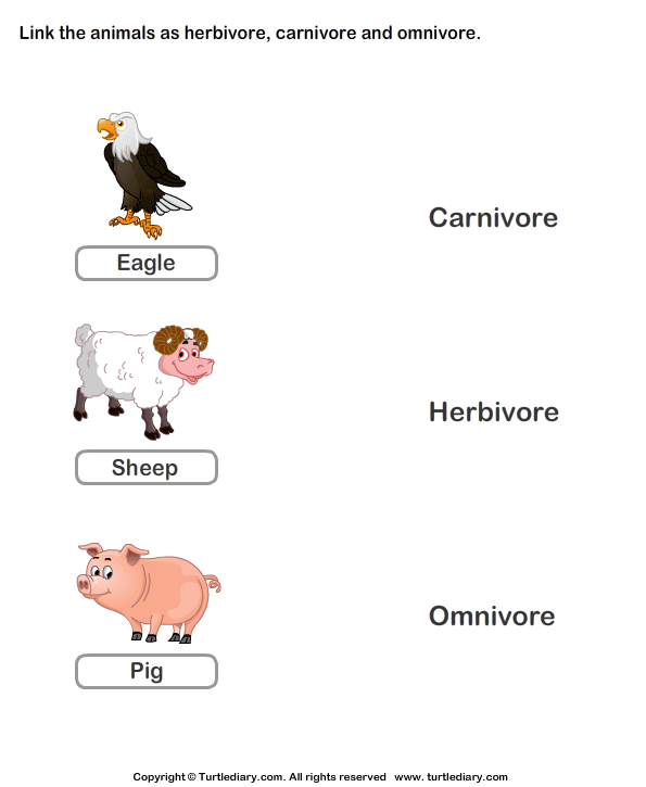 Omnivores animals