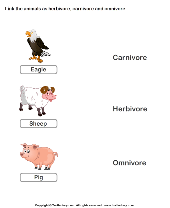 Examples Of Herbivores Carnivores And Omnivores Animals Worksheet Turtle Diary