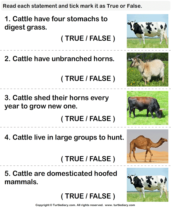18 Mammals Worksheet First Grade Background