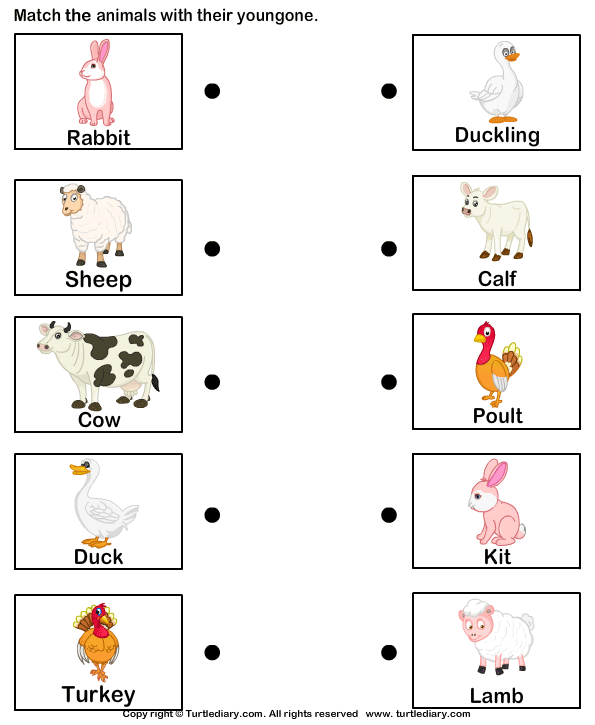 Farm Animals And Their Babies Worksheet Turtle Diary