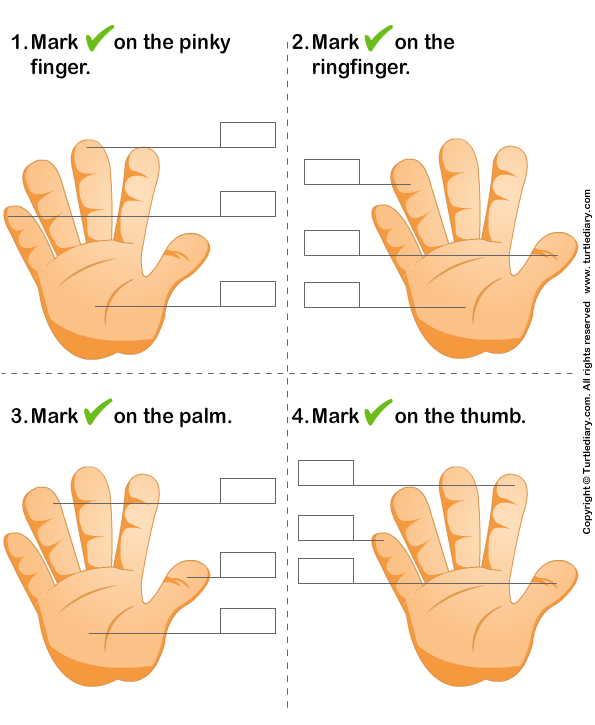 Finger Thumb Worksheet - Turtle Diary