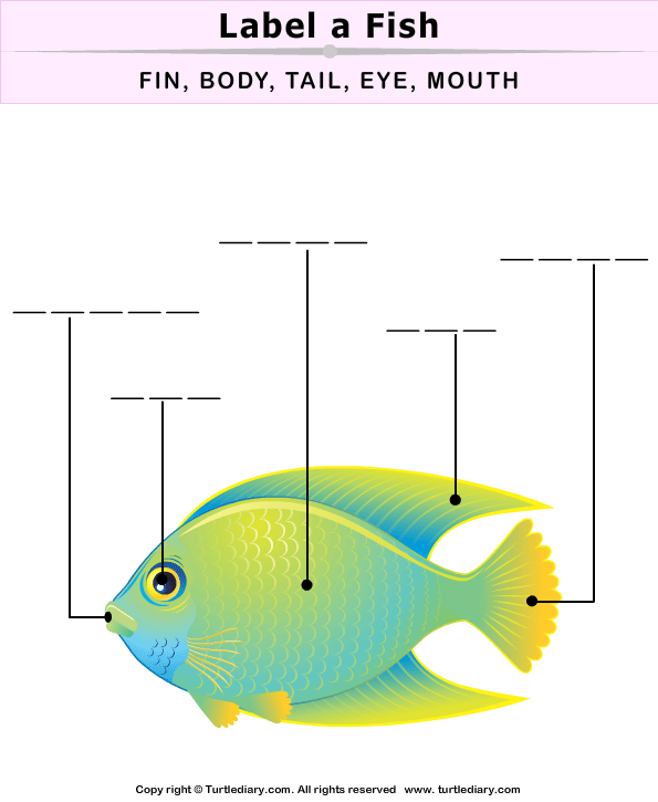 kindergarten fish worksheets free for Diary  Worksheet Parts Turtle  Fish Body