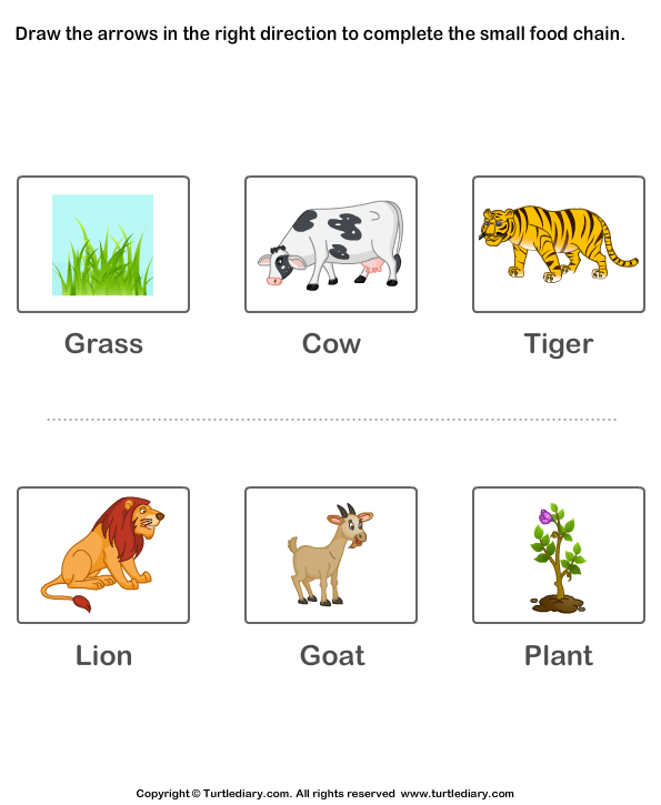 Complete the Food Chain - Fill in Arrows Worksheet - Turtle Diary