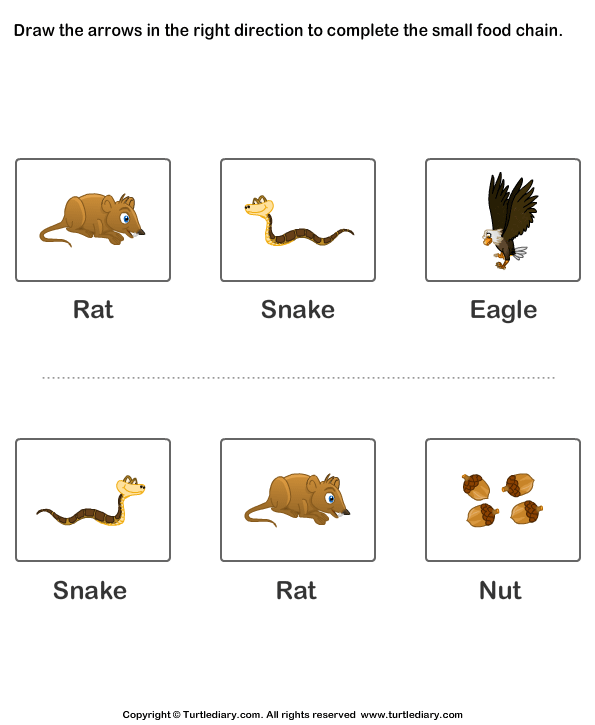 Food Chain Worksheets Worksheet - Turtle Diary