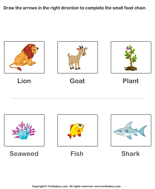 Food Chains for Kids Worksheet - Turtle Diary