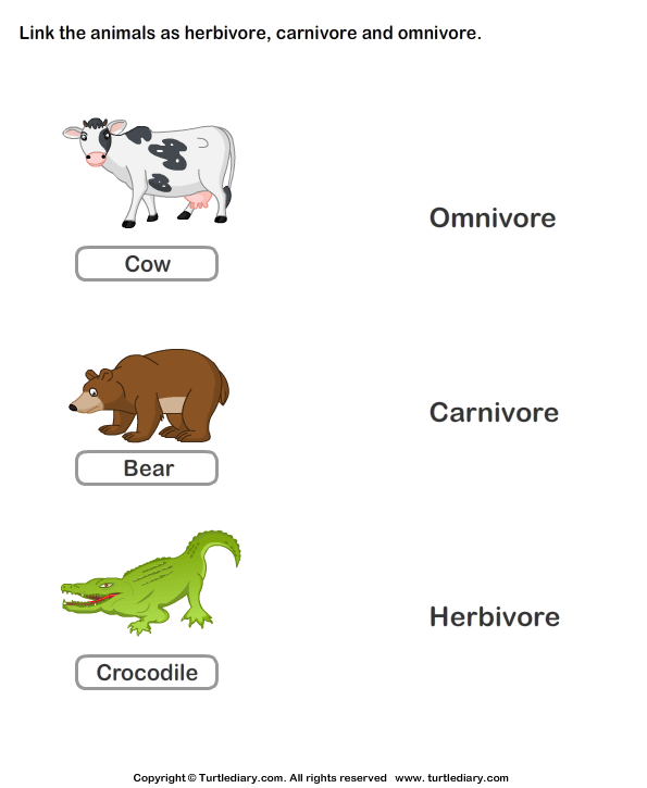 Herbivores Carnivores And Omnivores Animals Worksheet Turtle Diary