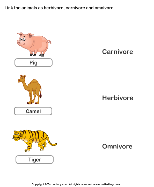 2nd grade animal worksheet Diary Omnivores  Carnivores Worksheet Turtle Herbivores