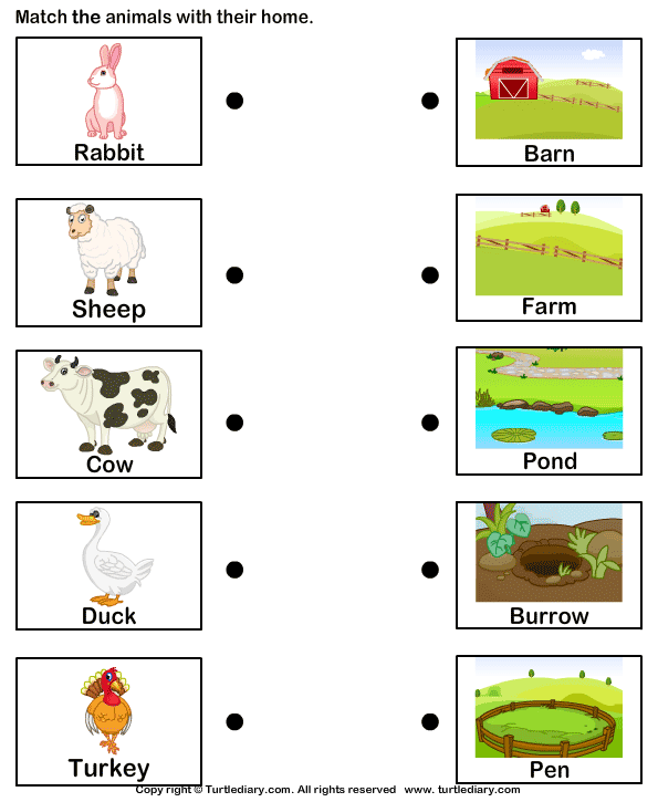 animal legs worksheet Diary Worksheet   Turtle Farm Homes of Animals