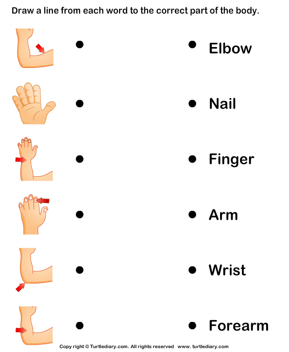 human body parts name turtle diary worksheet