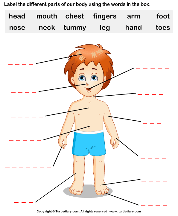 parts of the human body worksheet education com - human body parts