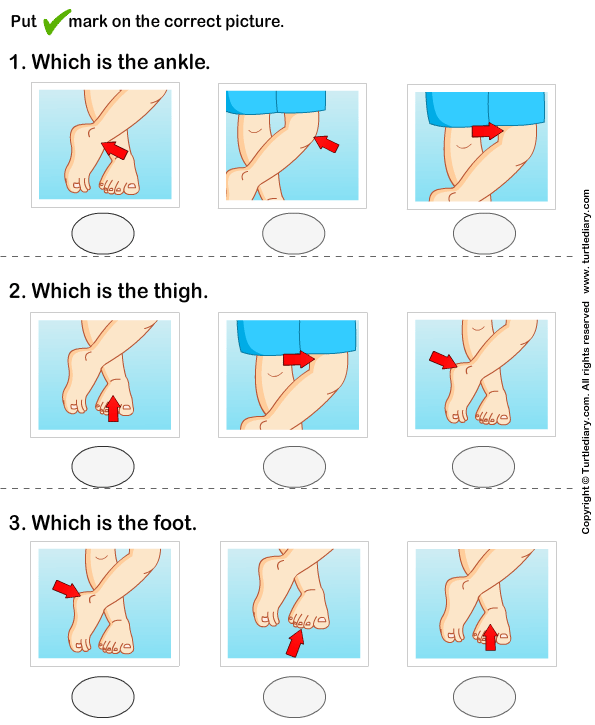 Different Parts Of Leg