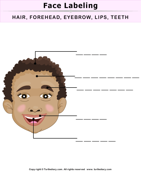 Label Face Parts Worksheet - Turtle Diary