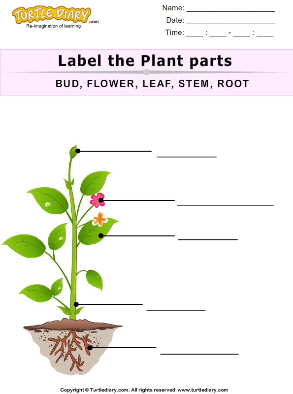 label the plant parts turtle diary worksheet