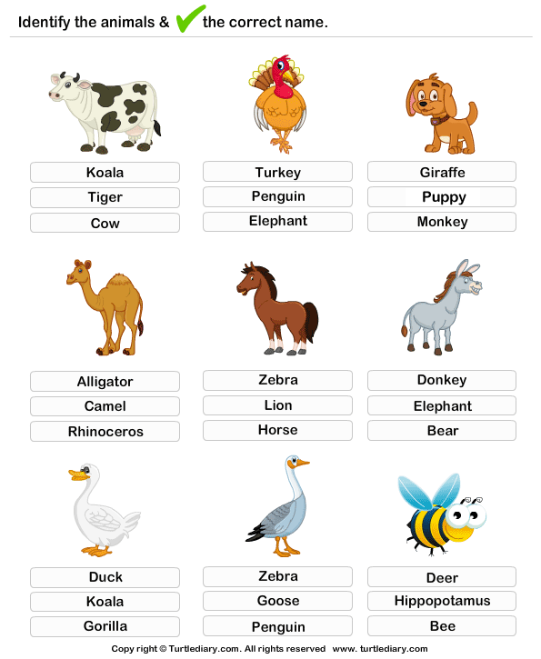 learning farm animals worksheet turtle diary