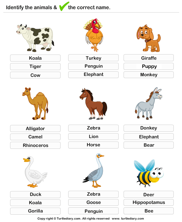 animal learning worksheet Diary Turtle Learning   Worksheet Farm Animals