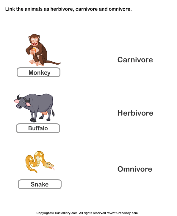 list of carnivores herbivores and omnivores worksheet turtle diary