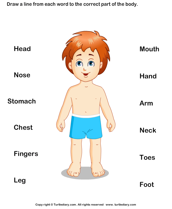 parts of human body turtle diary worksheet