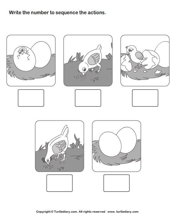 Picture Sequencing Birth of a Chicken Worksheet - Turtle Diary