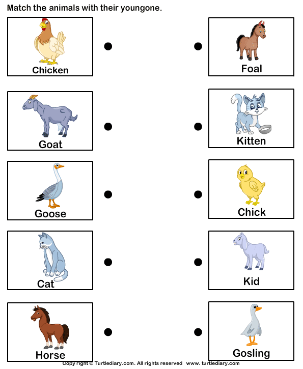 baby animal match answer key