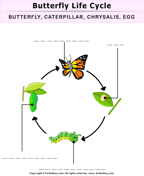 Butterfly Life Cycle Worksheet 2