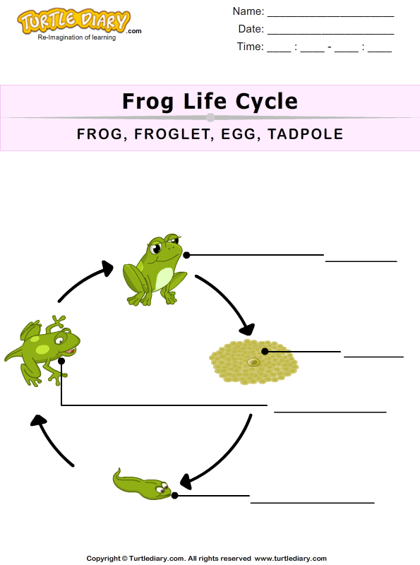 The Life Cycle of a Frog for Kids Worksheet - Turtle Diary