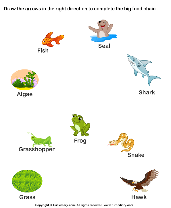 Complete The Food Chain Fill In Arrows Worksheet 6 - Turtle Diary