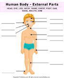 Human Body Parts Worksheet - Turtle Diary