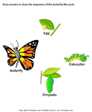 Sequence the Stages of Butterfly Life Cycle - animals - Kindergarten